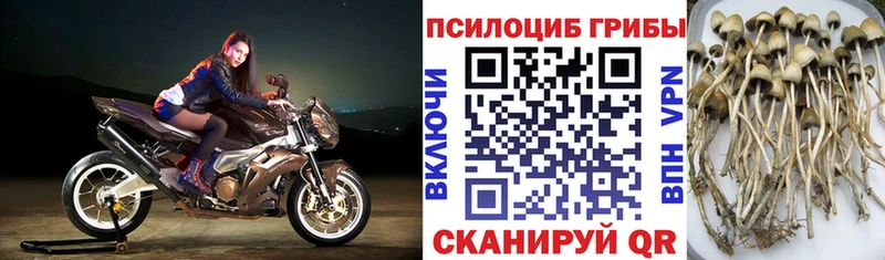 где продают   Слободской  Галлюциногенные грибы прущие грибы 